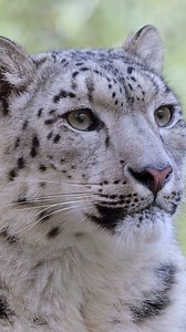 The strikingly beautiful but Endangered snow leopard remains one of the world’s most mysterious cats. Rarely sighted, it inhabits the high mountains of Central Asia over an expansive twelve-country range. Top threats to snow leopards include: ❗️ Retaliatory killings from human-wildlife conflict ❗️ ️Habitat fragmentation ❗️ ️Climate change ❗️ Poaching Snow Leopard Conservancy engages local people and builds on their traditional beliefs to create harmony between people and the endangered snow leop