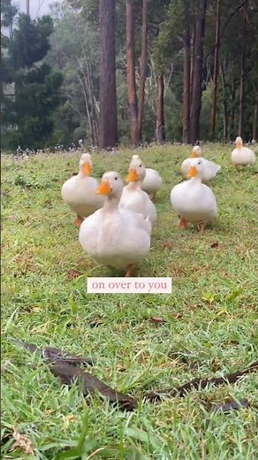 Cute Ducks