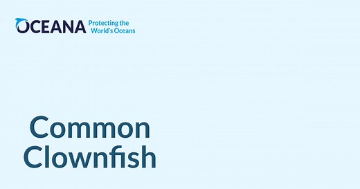 Common Clownfish | Oceana