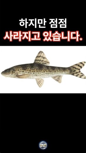 5월의 주인공, 멸종위기종 ‘어름치’를 아시나요? #어름치 #멸종위기야생생물 #고유종 #부성애 #물고기