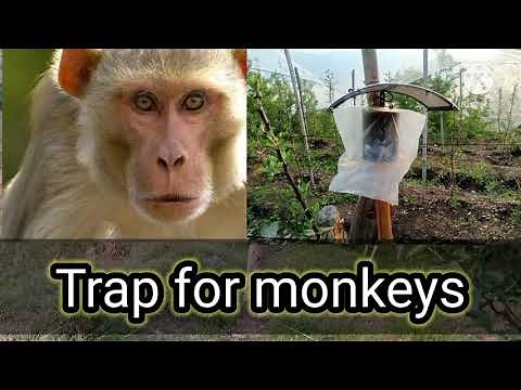 monkey trap 👆👆 protect your crops from monkeys.
