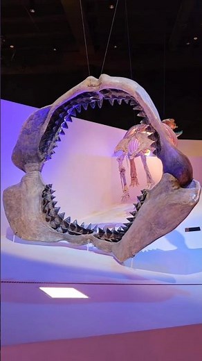 This is the biggest Megalodon jaw ever assembled #paleontology #science #shark #museum #animal