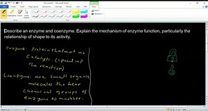 Complete the following questions. Describe an enzyme and coenzyme. Explain the mechanism of enzyme function, particularly the relationship of shape to its activity. (pages 57-58 ) | Numerade