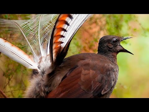 Male lyrebirds use mimicry in mating dance