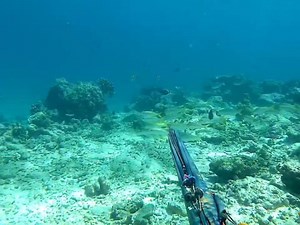 Spearfishing diving for snapper and octopus | Fishing Videos