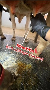 4.5K views · 797 reactions | Caring for a cow with mastitis? Don’t overlook the importance of managing pain and fever. In this video, we show how we use BANAMINE® TRANSDERMAL, a fever reducer applied directly to the skin, to help our cows stay comfortable and recover faster. Watch how easy it is to apply and why it’s a game-changer for cow care!  #MastitisManagement #DairyFarming #CowCare #MAHpartner @merckanimalhealthcattle | Megan DairyGirl | Facebook
