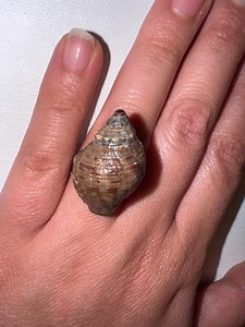 Handmade Brown Conch Seashell Ring From South Florida | Adjustable Silver Stainless Steel Ring | Coastal Beach Jewelry | - Etsy