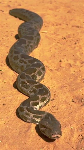 বাংলার জঙ্গলে নীরব শিকারি | Indian Python | Nature Documentary Short