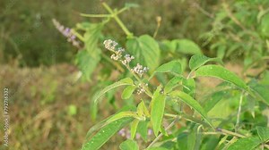 Vitex negundo plant flower. It's other name Chinese chaste tree, five-leaved chaste tree, horseshoe vitex, nisinda and Nirgundi. It is a large aromatic shrub. It is an Ayurvedic medicine.
