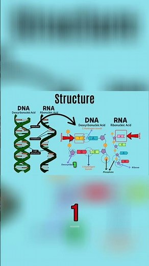 DNA vs RNA: Hydrogen Bonds Explained Simply!
