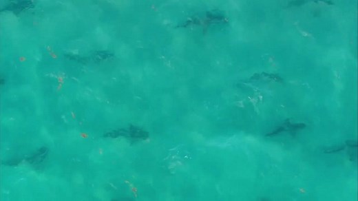 🦈 SHARKS MIGRATING TO FLORIDA 🦈 Chopper 5 was over Palm Beach County this morning and spotted HUNDREDS of blacktip sharks just off the coast. 🚁-->> STORY HERE: http://bit.ly/2HZnZ1H | WPTV