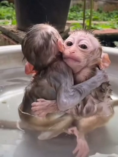 Young Monkeys Seek Comfort in Shallow Water