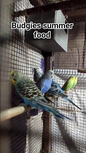 budgies parrot summer care 😯 #birds #parrot #colony #viral #budgies #lovebirds #exotic #pets #egg