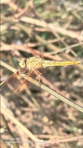 Dragonfly