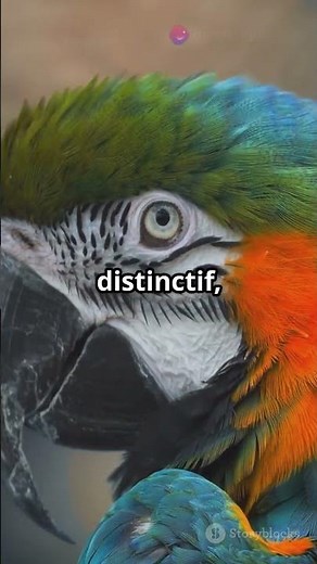 Découvrez l'incroyable perroquet Amazone à front bleu!