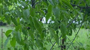 A closeup of fresh sandalwood seeds in the tree branches during the spring Stock Video