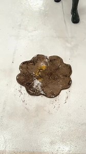 201K views · 2.1K reactions | #asrmsounds #asrm | Harry Rug Cleaning | Facebook