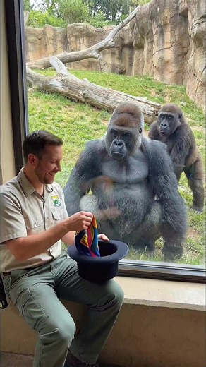 🐰🦍😱 What Happens When a Magician Pulls a RABBIT Out of His Hat at the Gorilla Zoo?! 🤯😂 🎩✨ Watch this magician's classic rabbit trick go COMPLETELY wild when a massive gorilla at the zoo exhibit sees his new