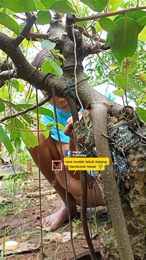 Cara mudah tekuk batang berukuran besar 🌳 #Belajabonsai #prosesbonsai #tekukbatang #treeservice #fbpro #fblifestyle | Herry Ernestine