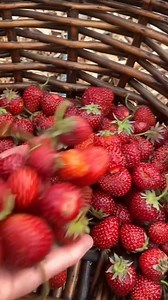10K views · 382 reactions | Harvest Time! This one basket harvest is so beautiful 朗殺 The peas are producing more than ever before and each plant has so many flowers. Strawberries are slowing down but black raspberries are right around the corner. Harvest season is the best season 【Very good gardening】 #harvesttime #strawberries #springharvest | Very good gardening | Facebook