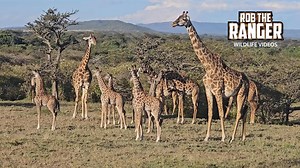 Adorable Baby Giraffes Spotted with Herd on Safari Adventure