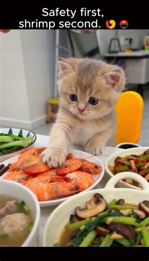 Kitten Wears a Helmet to Steal Shrimp! | Viral Cat Moments!