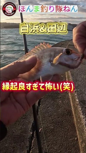 [First fishing in 2026 in Shirahama & Tanabe] #fishing #fishing #Wakayamafishing #MarinaCity #Shi...