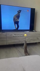 The trauma 💔 #cat #animal #wildlife #tv (via surka_leon/IG) | cat