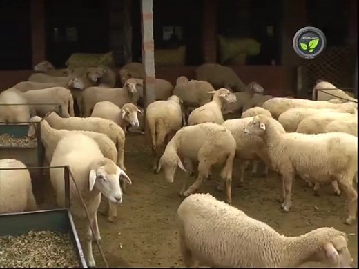 Enterotoxemia, also known as "overeating disease," is a bacterial infection that commonly affects sheep, goats, and other ruminants. The disease is caused by a bacterium called Clostridium perfringens, which is normally present in the gut of these animals. However, under certain conditions, such as a sudden change in diet or stress, the bacteria can proliferate and produce toxins that can cause severe illness and death. As a sheep farmer, it is important to vaccinate your animals against enterot