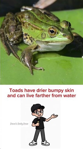 Frog vs Toad | Rabbit vs Hare