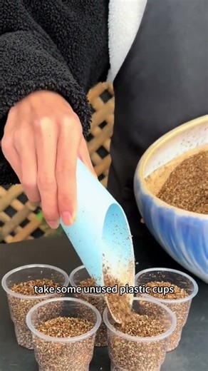 lemon tree leaf propagation step by step #plantpropagation #diyplantstand #lemontree