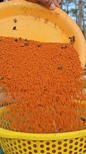 Prepare dry bee pollen. | Phary BeeKeeper