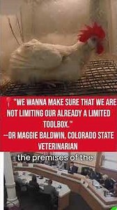 Colorado State Veterinarian Defends Cruel Poultry Extermination Using VSD+ — Here’s the Debate