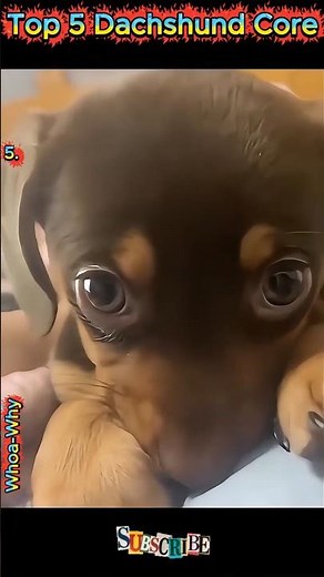 Long Body, Big Attitude! Top 5 Dachshund Antics #dachshund #dogs #pets