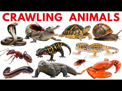 Crawling & Reptile Animals for Kids 🐍 | Animal Names, Sounds & Pictures | Preschool Learning