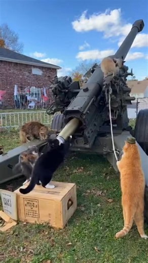 158K views · 3.3K reactions | Cats are all loading and firing a huge 250mm howitzer artillery gun #fbreels #fbreelsvideo #trendingreels #fyp #explorepage | Comedy on fire | Facebook