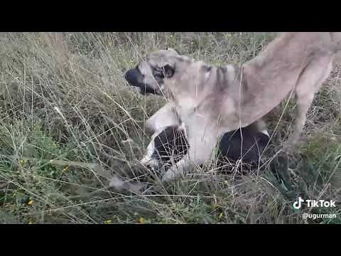 Kangal Vs Pitbull