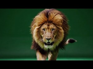 Lion Compilation – 12 Free Green Screen VFX Clips