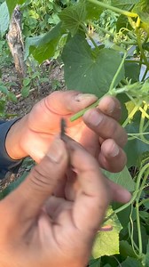 56K views · 819 reactions | Cucumber grafting | Chenab Valley Farming | Facebook