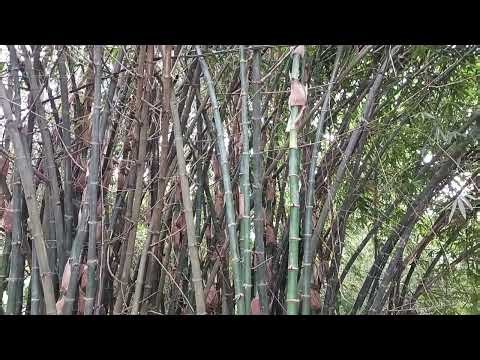 Live video Karva Bihar India ka Bans Amravati Java solid subscribe Karen share Karen