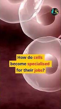 CELL DIFFERENTIATION EXPLAINED