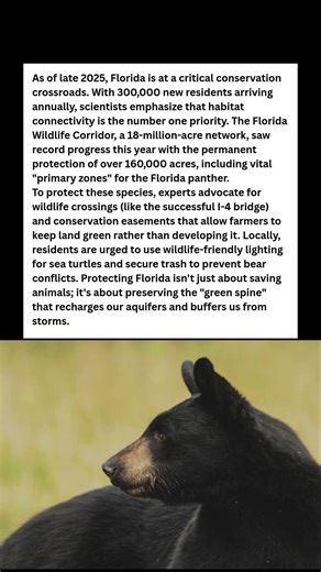 Florida is Disappearing: Can We Save the Corridor? 🌴🐆 #wildlife #facts #shorts