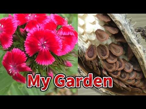 My Spring Flower Garden! 🌹
