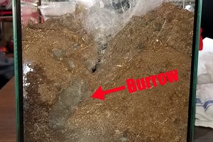 Cerotogyrus darlingi “The Rear-horned Baboon” Care and Husbandry