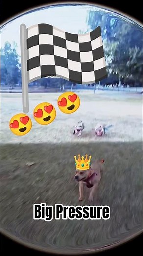 Micro Exotic Bully Racing at the Park #viral #shorts #love