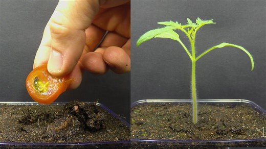 Satisfying Tomato Plant Transformation