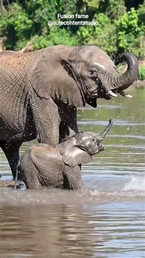 Cute Elephant Playing in Water | Baby Elephant Fun Time 🐘