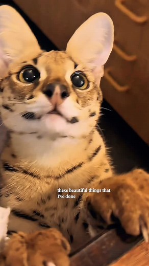 Beautiful Duma ♥️ I love sharing footage of my cats. They are my world and my greatest passion. Every detail, every expression is a beautiful and unique piece of art 🥰 #savannahcat #houseofmauw | House of Mauw