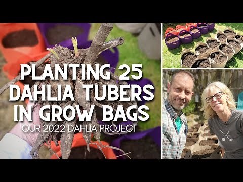 Planting 25 Dahlias in Grow Bags 😀
