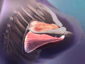 Dr. Peter Lejkowski explains the rotator cuff